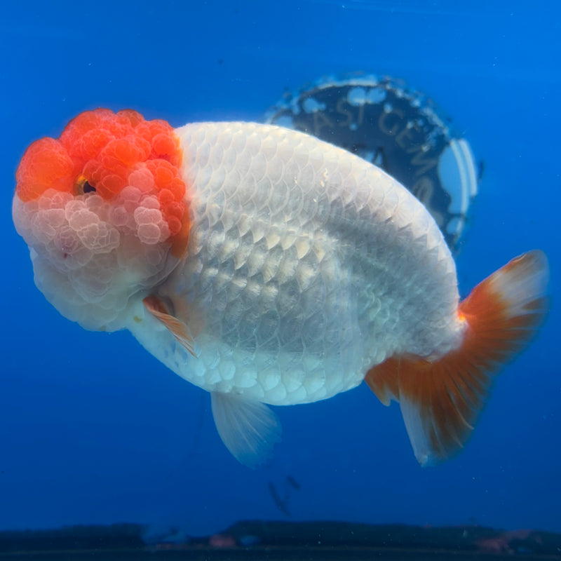 Thai Ranchu JUMBO Red/White 4.5” Body Male(CK-1453)SHOWTANK2