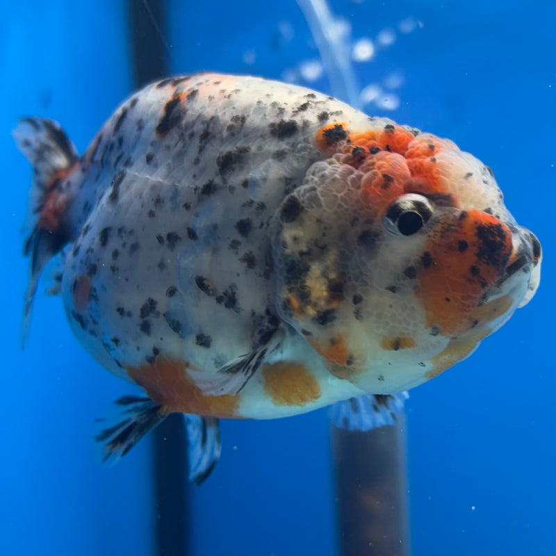 Thai Ranchu Tri-Color Calico 3.5” Body Female(CK-939)R2C03
