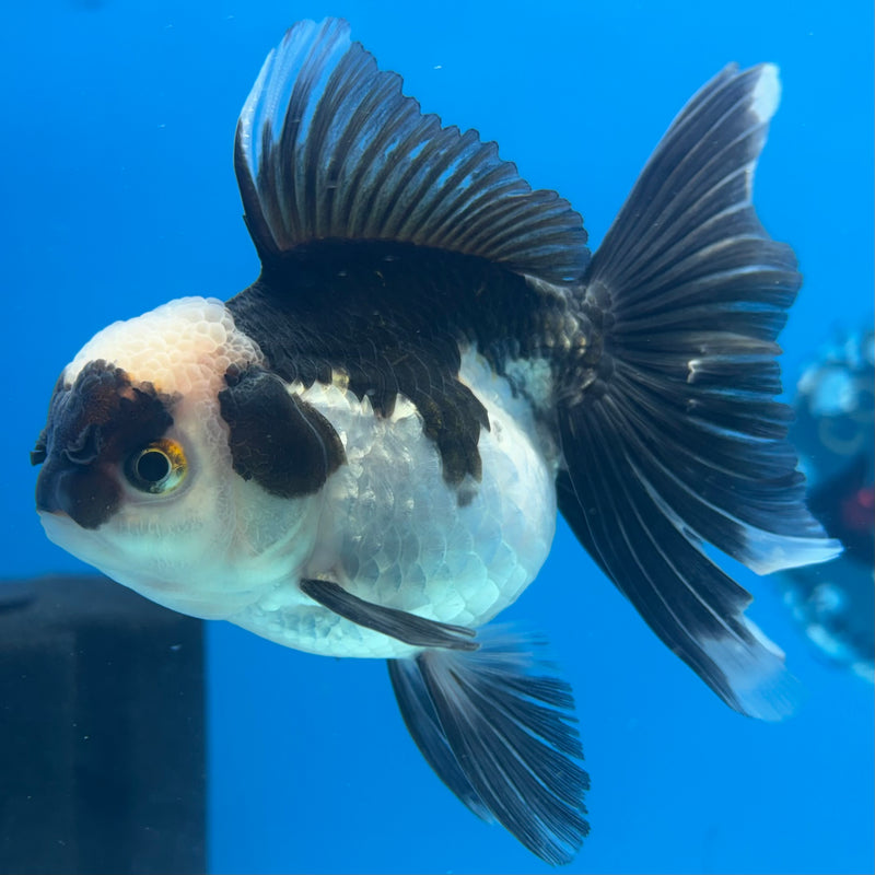 Thai Oranda Blushing Panda 3.5” Body Female(CK-920)R1BLUETUB4