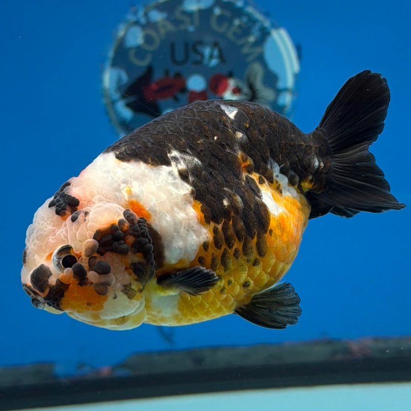 Chinese Ranchu Tiger Calico 3.5 Male (FEB-279)BLUETUBC