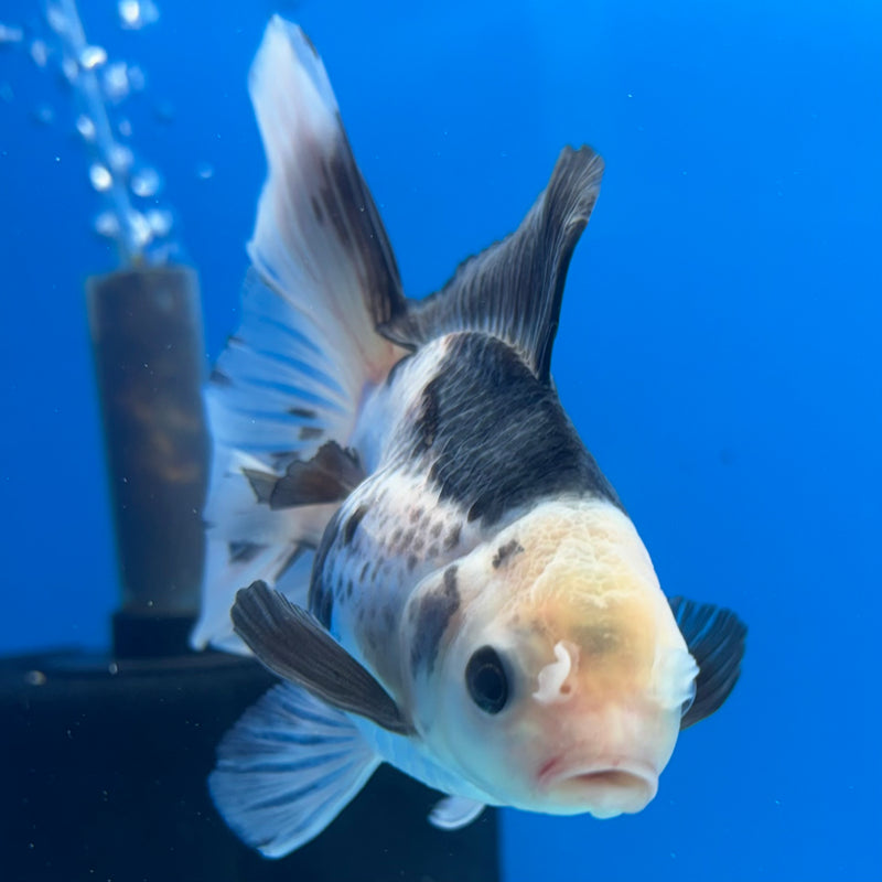 Thai Oranda Panda 3” Body Male(CK-953)R3B17