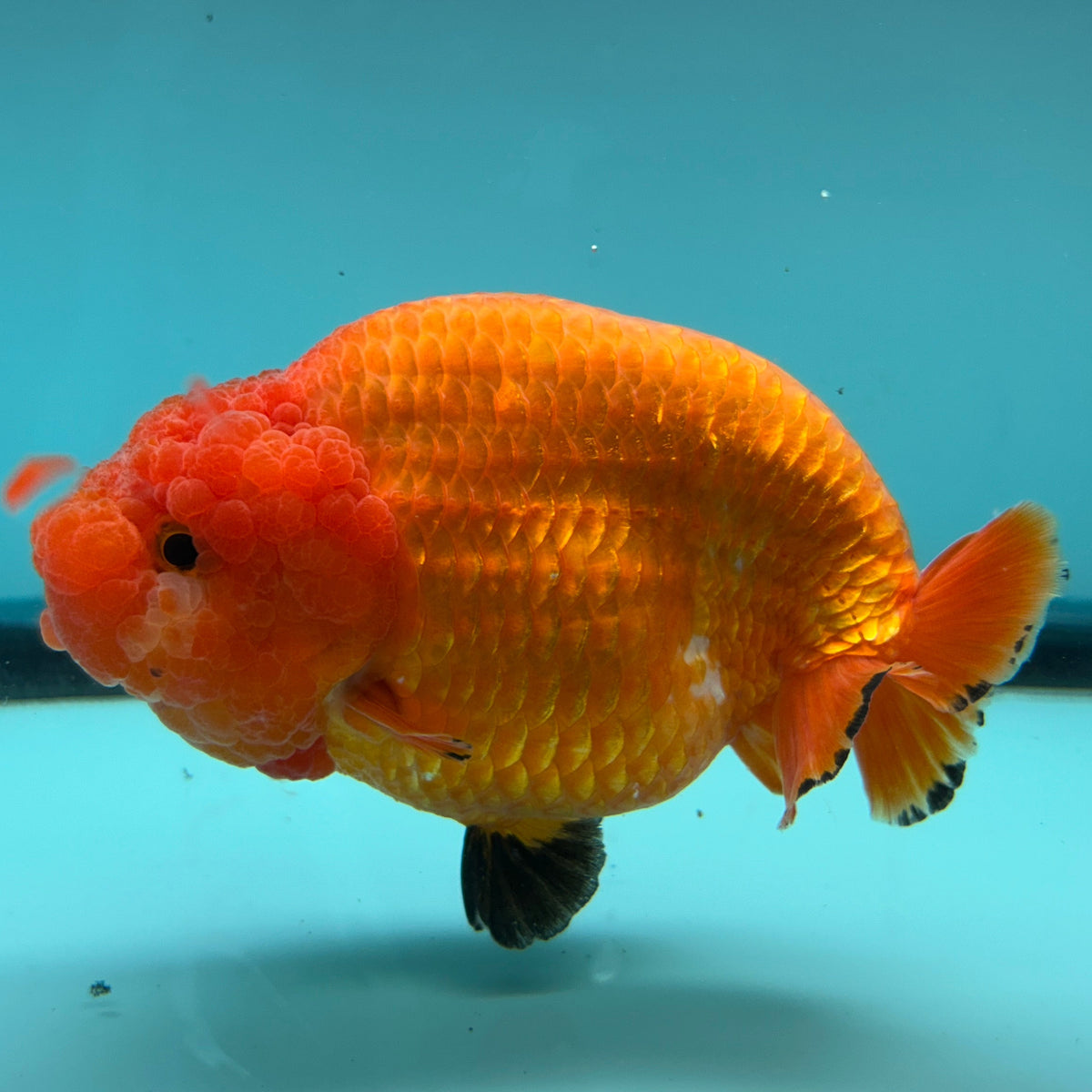 Live Premium Fancy Goldfish Super Jumbo Ranchu Red & White 6" Body Male (JC-011)