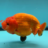 Live Premium Fancy Goldfish Super Jumbo Ranchu Red & White 6" Body Male (JC-011)