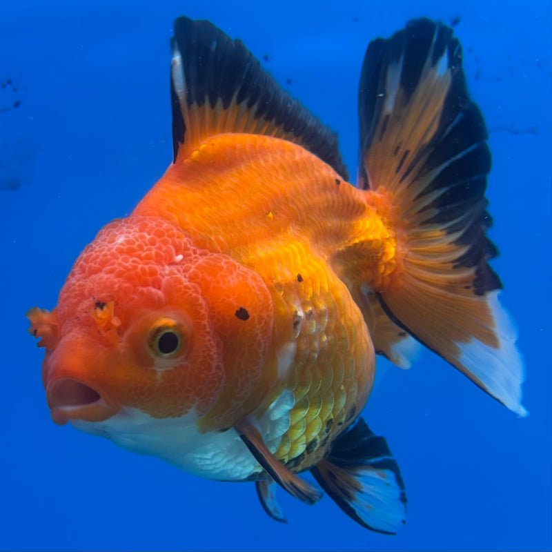 Thai Oranda Apache 3.5” Body Female(CK-1198)SHOWTANK