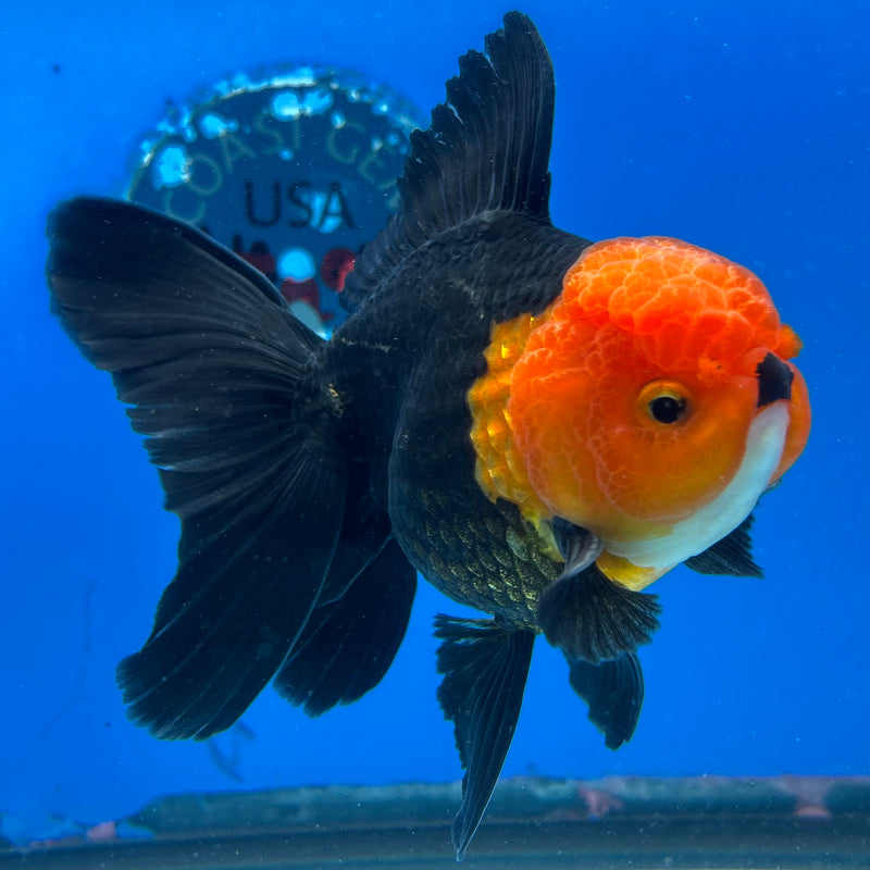 Thai Oranda Apache 3.5" Male(CK-1544)R2B06