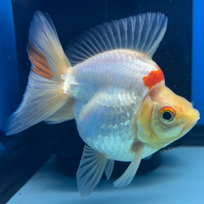 Thai Ryukin Lemon Head Red/White Show Quality 2.5" Body Female(CK-870)R3B13