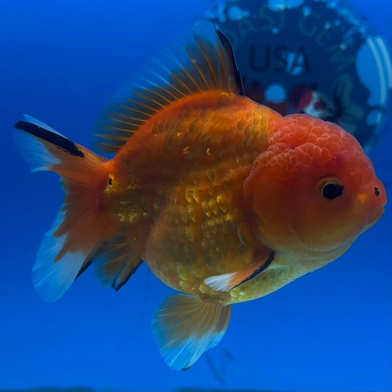 Thai Oranda Calico Red Yuanbao by SHOGUN 3” Body Male(CK-1203)SHOWTANK