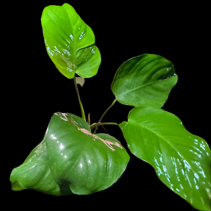 ANUBIAS BARTERI BROAD LEAF POT