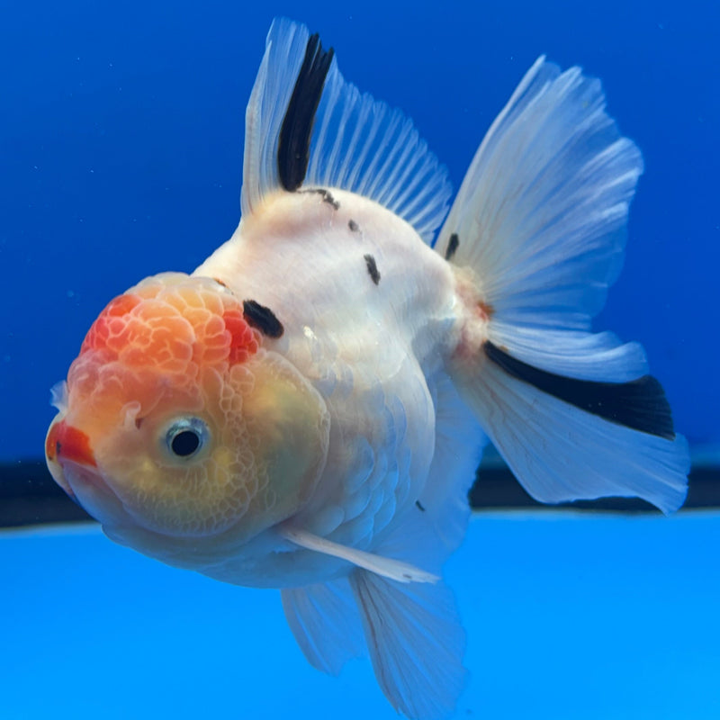 Thai Oranda Tri-Color Tiger Calico 3” Body Male(CK-618)R1B02