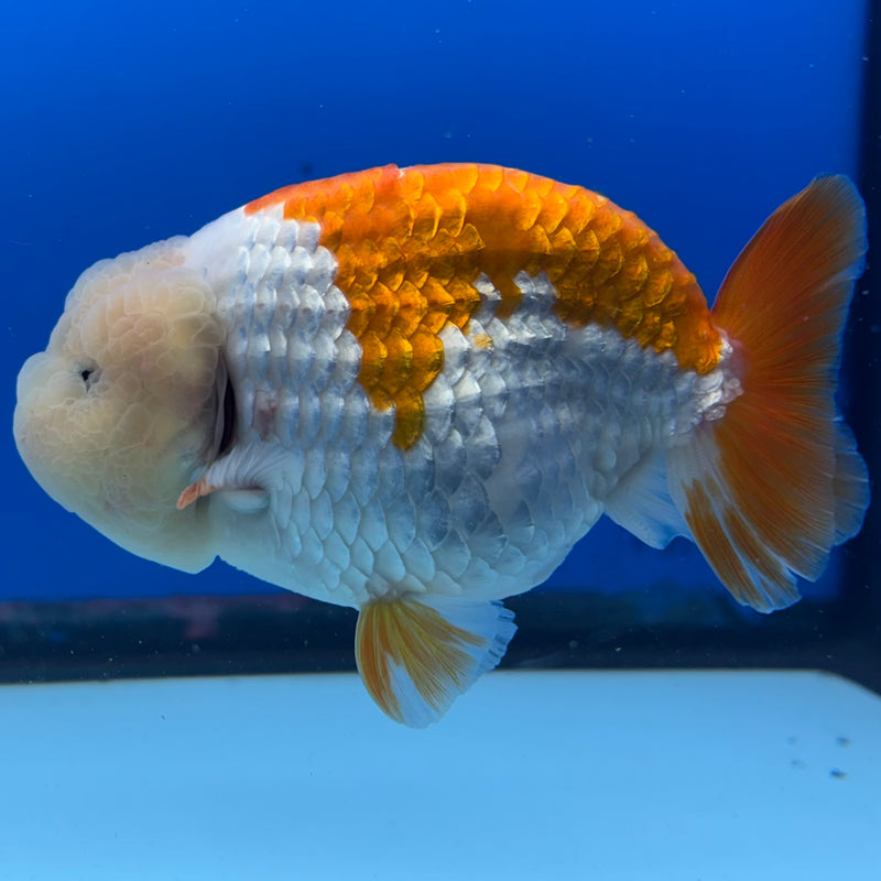 Thai Ranchu Red/White 4” Body Male(BIN-CK-1043)SHOWTANK2