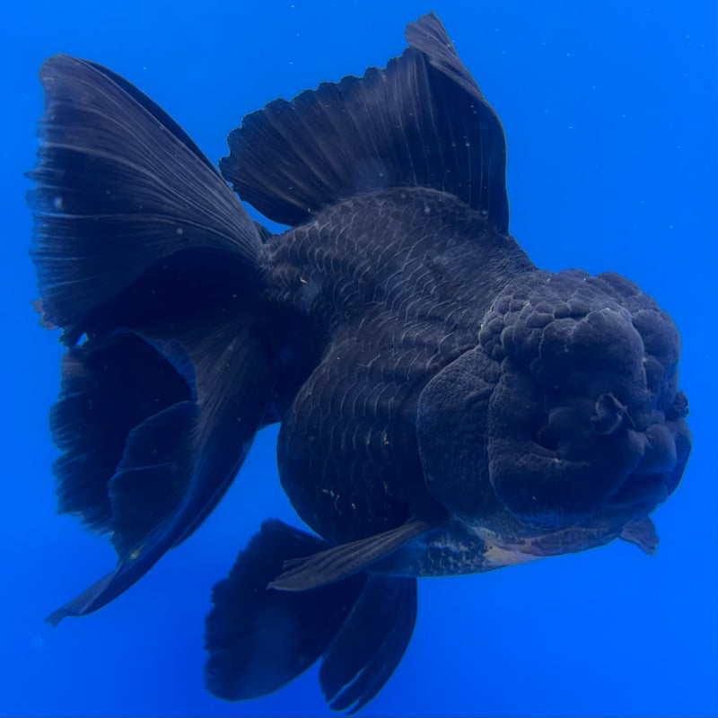 Thai Oranda Full Black 3.5” Body Male(CK-1455)SHOWTANK2