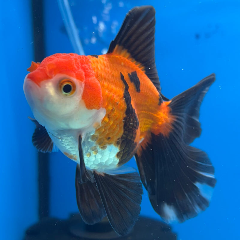 Thai Oranda Apache 2.5” Body Female(CK-861)R3B16