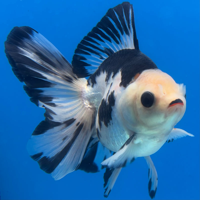 Thai Oranda Panda 3” Body Male(CK-1401)R1B09