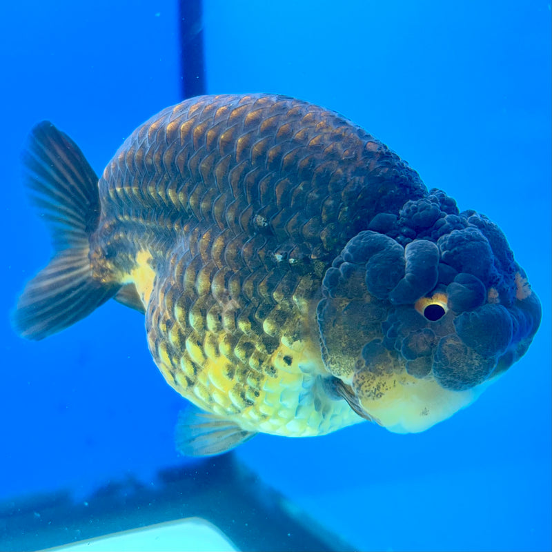 Thai Ranchu SPECIAL COLOR Apache 3.5” Body Male(CK-1110)R1A04
