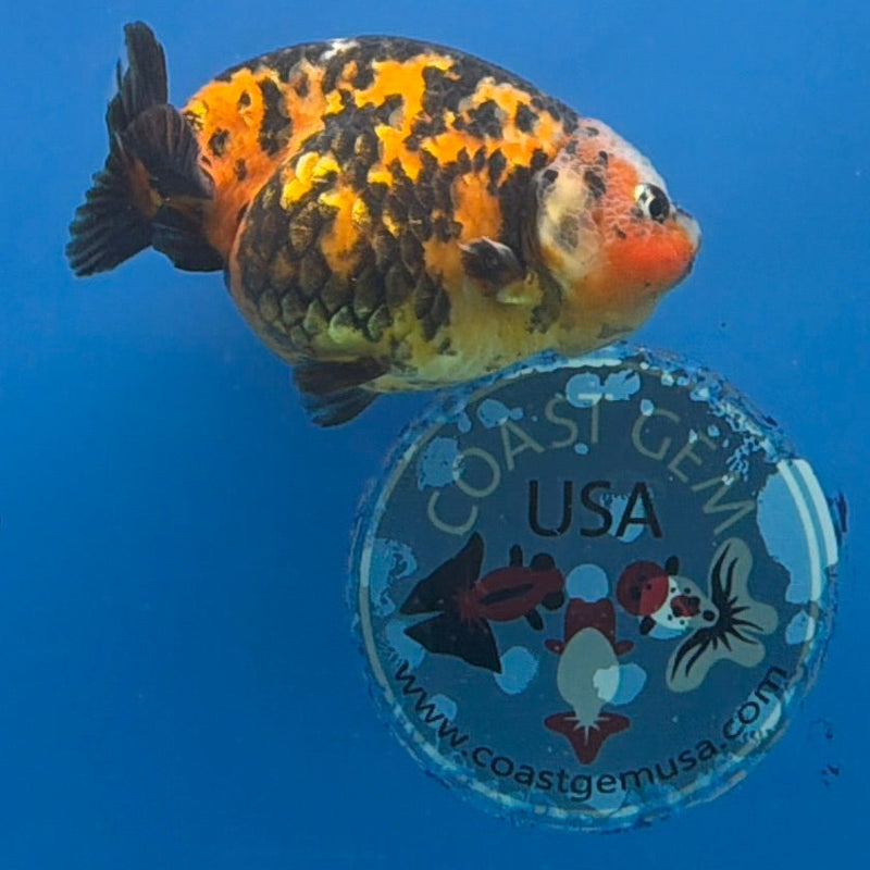 Chinese Ranchu Calico 3.5in Female (FEB-304)R2A05