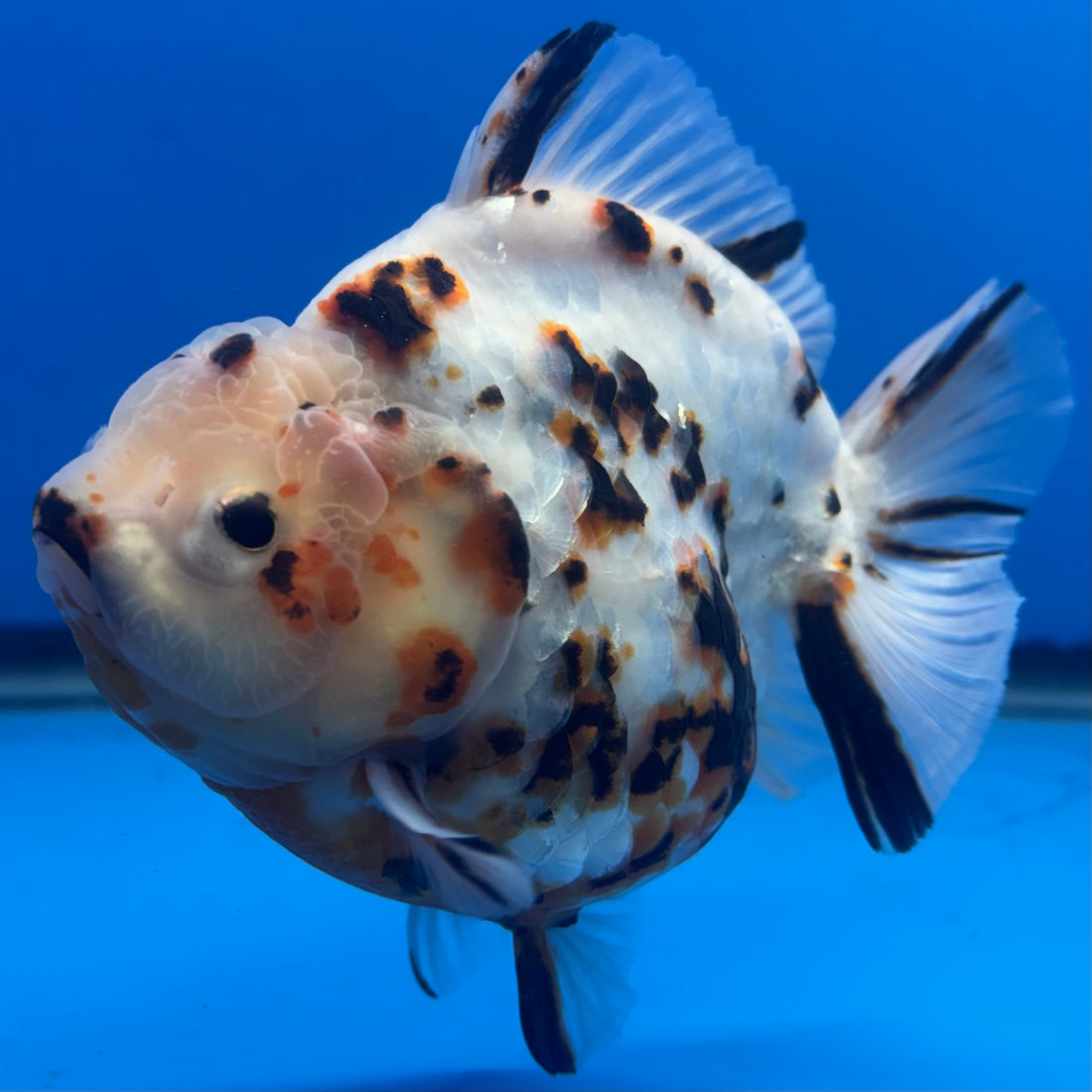 Thai Oranda Tri-Color Tiger 4" Male(NKT-CK-1570)BLUETUB-B