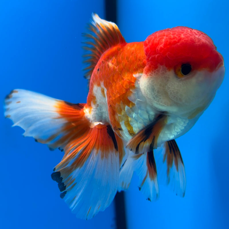 Thai Oranda Tri-Color/Apache 2.5” Body Male(CK-857)R3B17