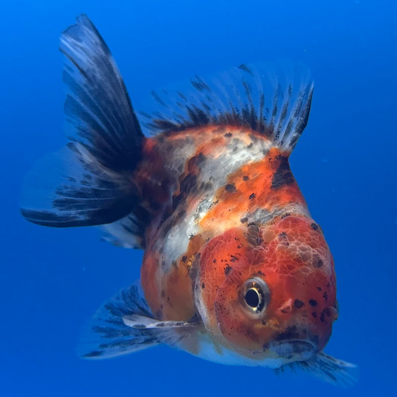 Thai Oranda SHOGUN 2.5” Body Female(CK-1006)R3B16