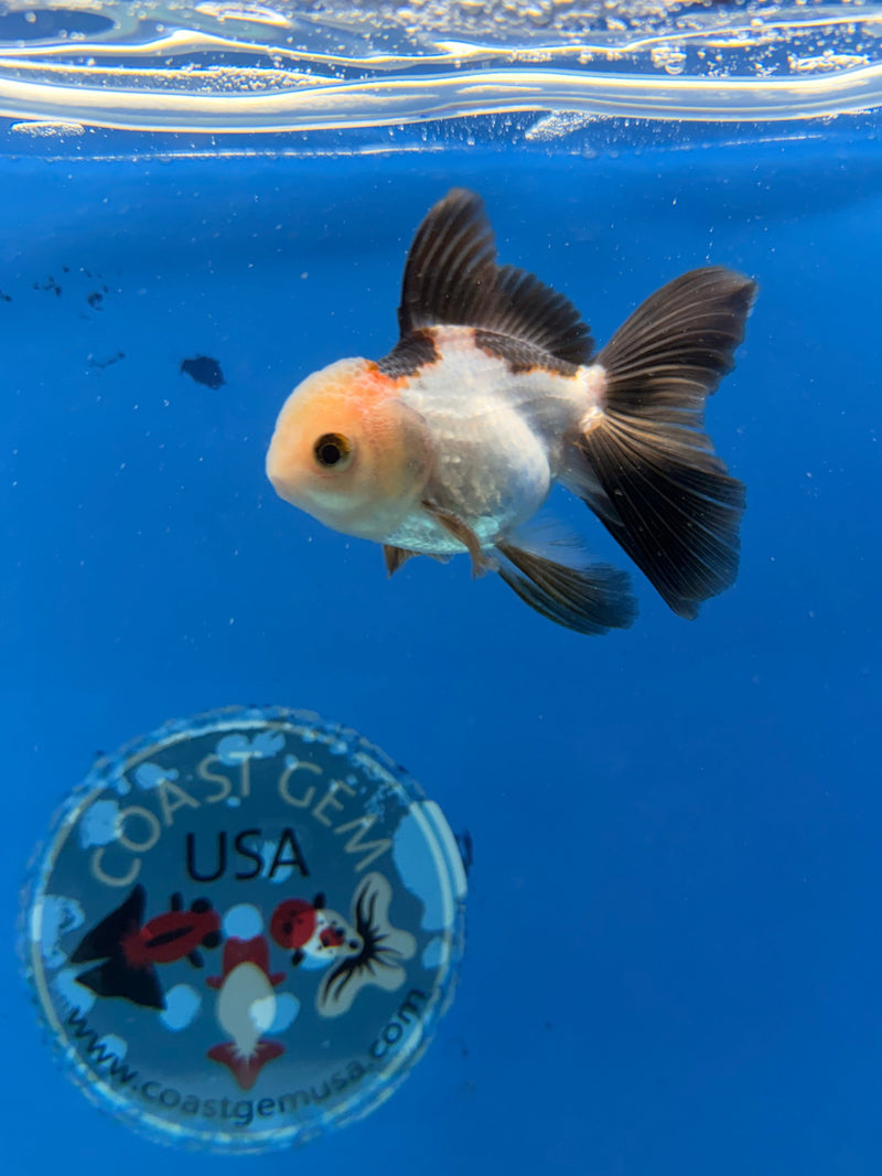 Thai Oranda Tri-Color 2.5” Female (FEB-319)R3B08