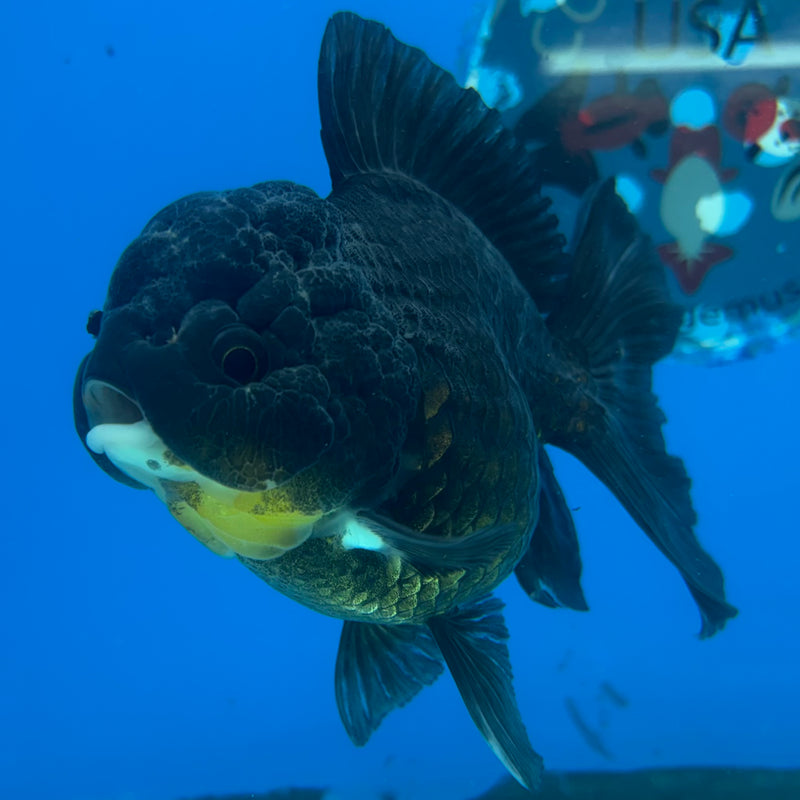 Thai Oranda Panda 3.5” Body Female(CK-1509)R2A04