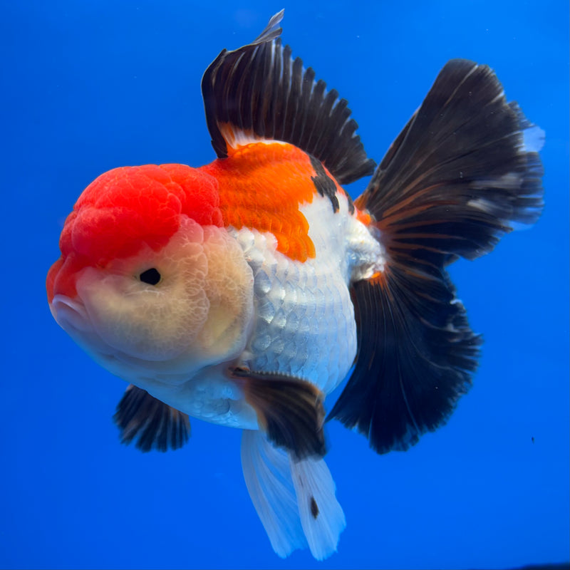 Thai Oranda AA JUMBO Apache/Tri-Color 4” Body Male(AA-CK-1355)R1BLUETUB3