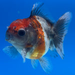 Thai Oranda Calico Yuanbao by SHOGUN 2.5” Body Female(CK-1596)R3B08
