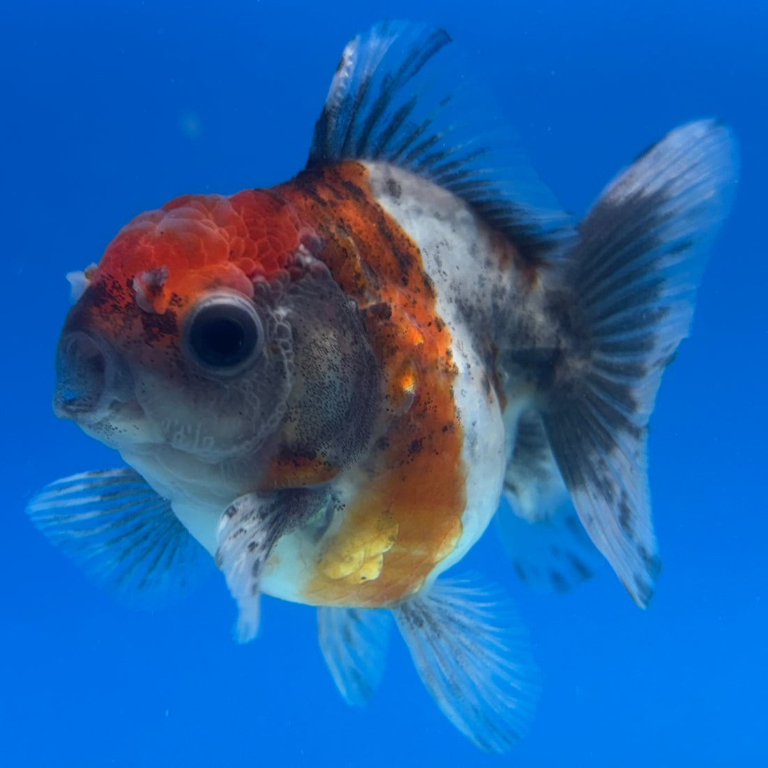 Thai Oranda Calico Yuanbao by SHOGUN 2.5” Body Female(CK-1596)R3B08