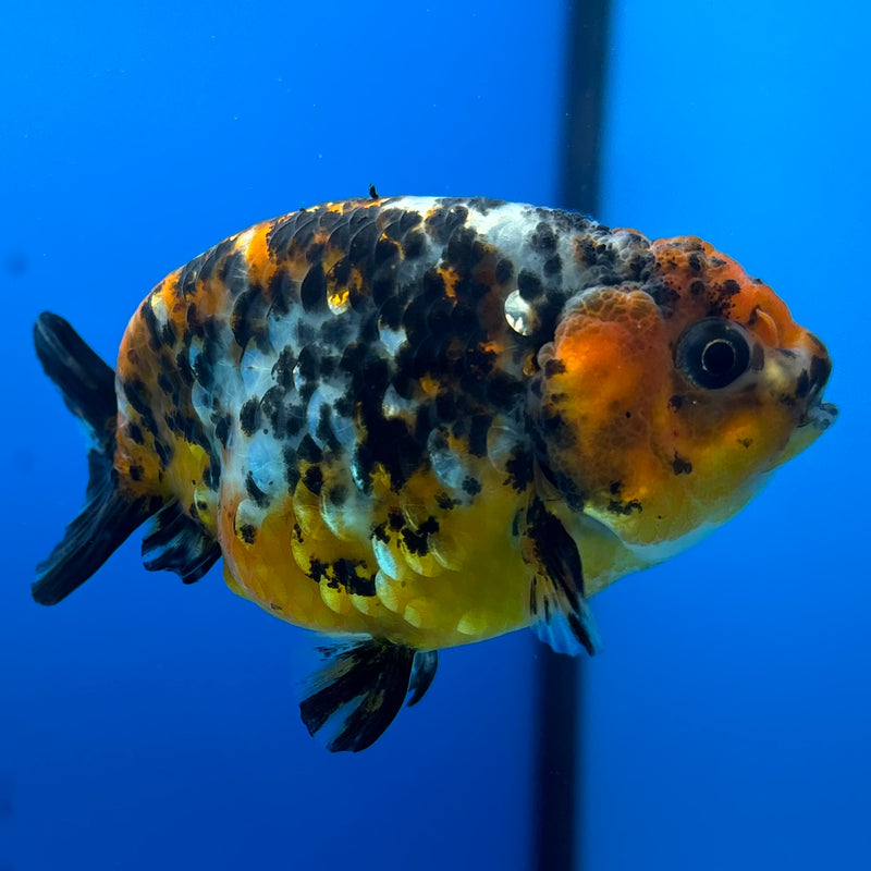 Thai Ranchu Calico 3” Body Female(CK-1393)R1A09