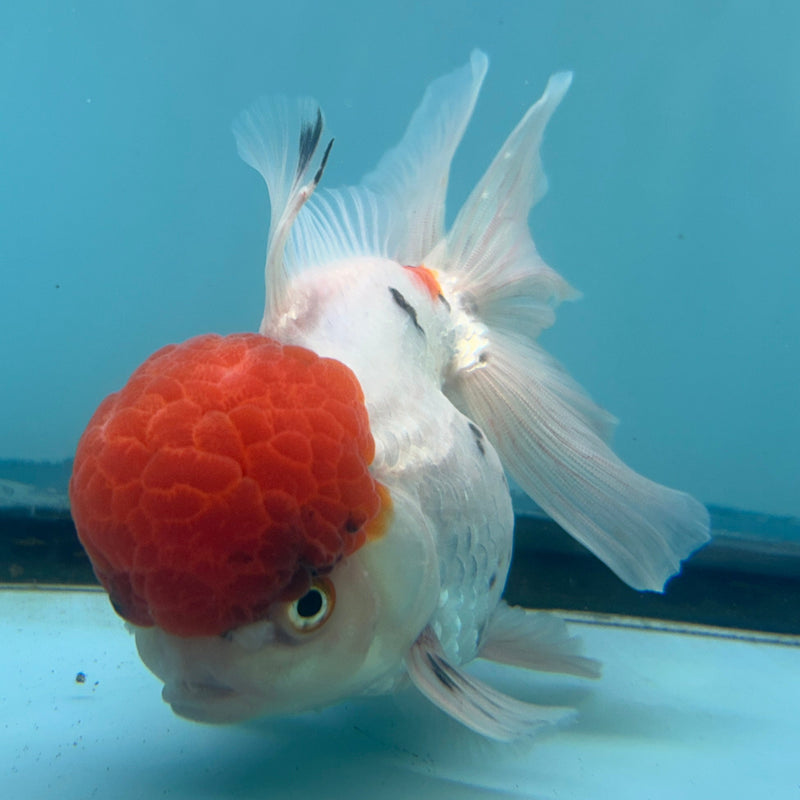 Live Premium Fancy Goldfish Thai Oranda Red Cap White Body Body Male 3.5” Body (JC-007) R1A06
