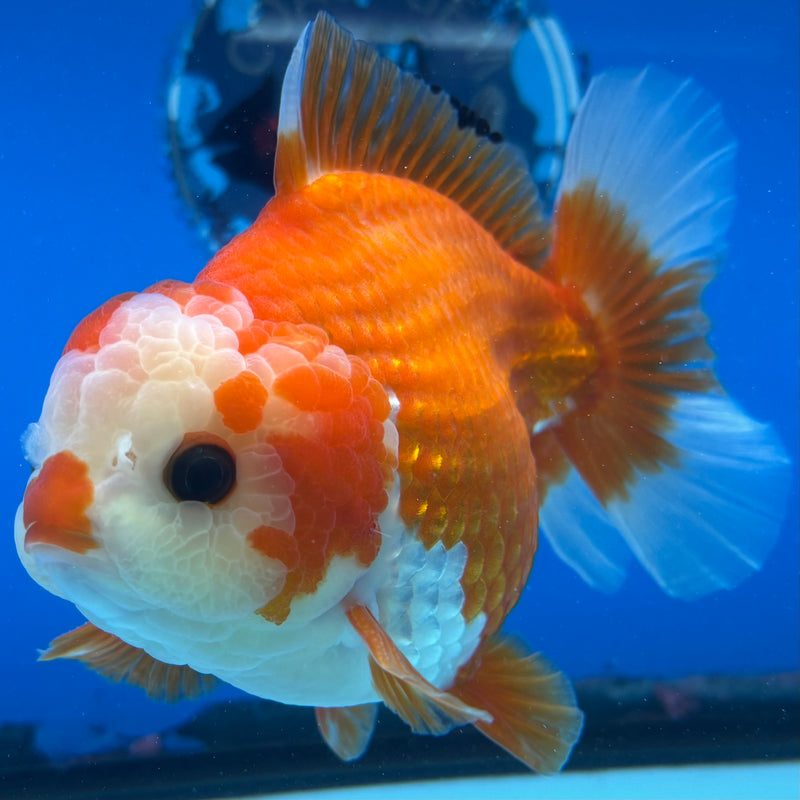 Thai Oranda Red/White 4" Male(CK-1535)R2A06