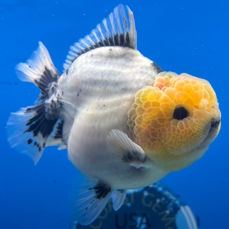 Thai Oranda Lemon Head Matte Black Eye Calico 3.5” Body Male(QGF-CK-1074)SHOWTANK