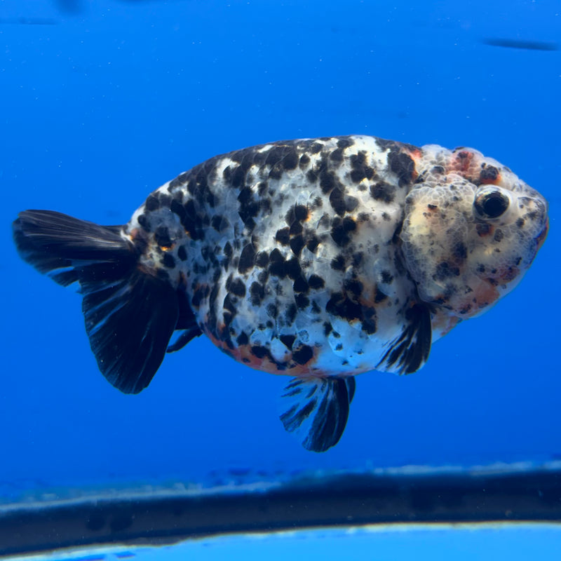Thai Ranchu Tri-Color Calico 4” Body Female(CK-948)R2C03