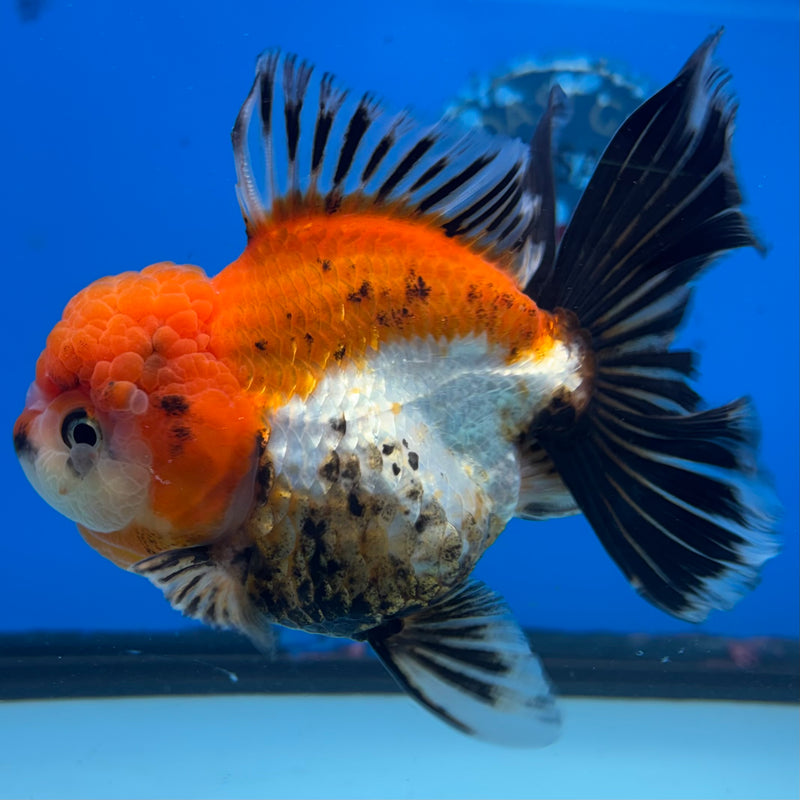 Thai Oranda Apache/Tri-Color 3.5” Body Female(CK-1506)R2A03