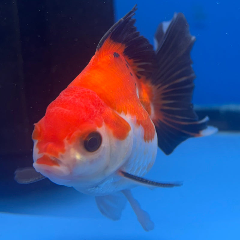 Thai Oranda Apache 2.5” Body Male(CK-848)R3B18