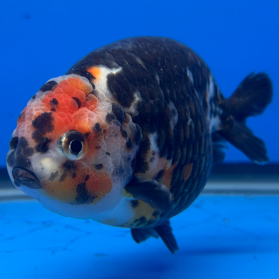 Chinese Ranchu Calico 4” Body Male(CK-1468)BLUETUBC