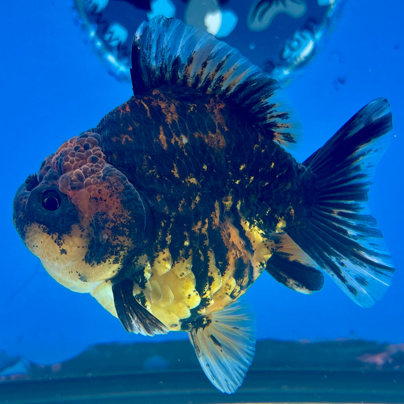 Thai Oranda SHOGUN 3” Body Male(CK-1143)R3A15