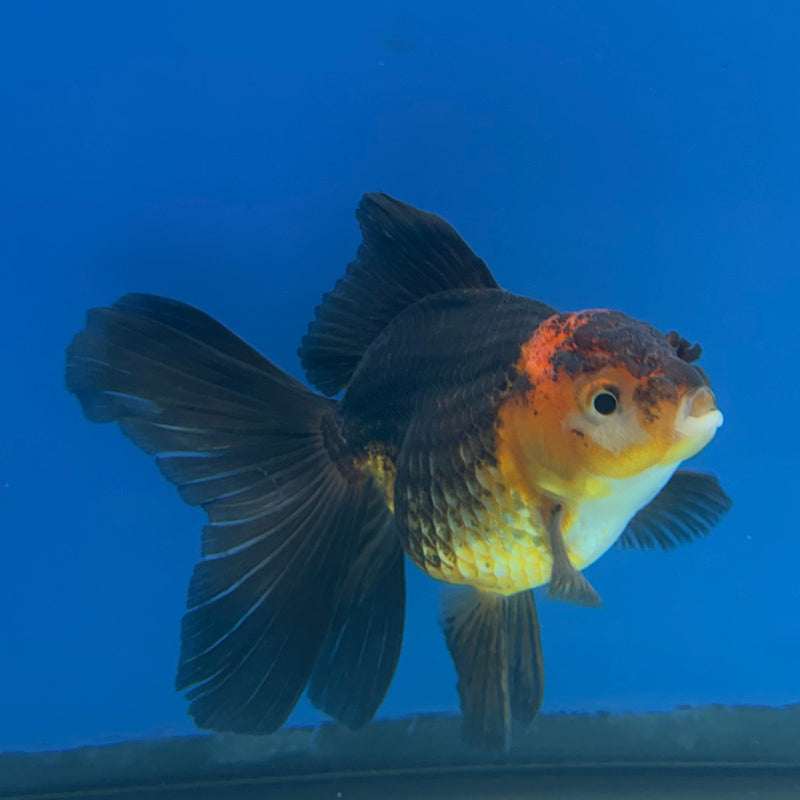 Thai Oranda Apache 3in Female (FEB-324)R2B07