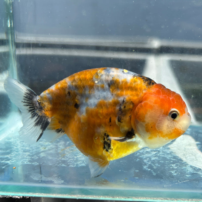 Live Premium Fancy Goldfish Thai Ranchu Calico 3" Body Hand Select (JC-098) R4C10