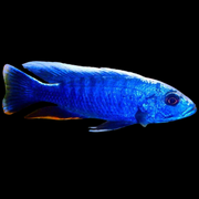 Electric Blue Hap African Ciclhlid