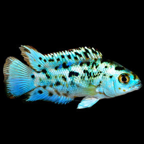 Electric Blue Jack Dempsey South American Cichlid