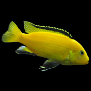 Electric Yellow Lab Mbuna African Cichlid