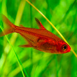 Live Tropical Fish Ember Tetra (Hyphessobrycon amandae) R13B07