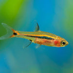 Live Tropical Nano Fish Exclamation Point Rasbora (Boraras urophthalmoides)