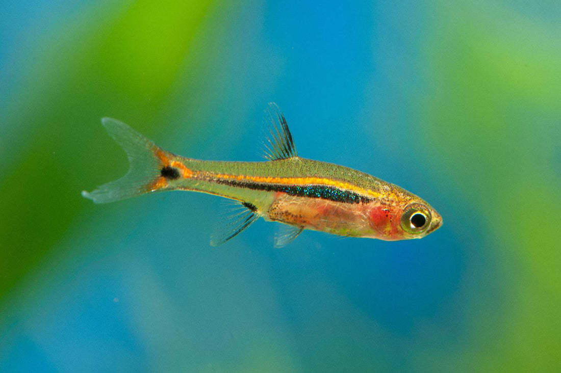 Live Tropical Nano Fish Exclamation Point Rasbora (Boraras urophthalmoides)