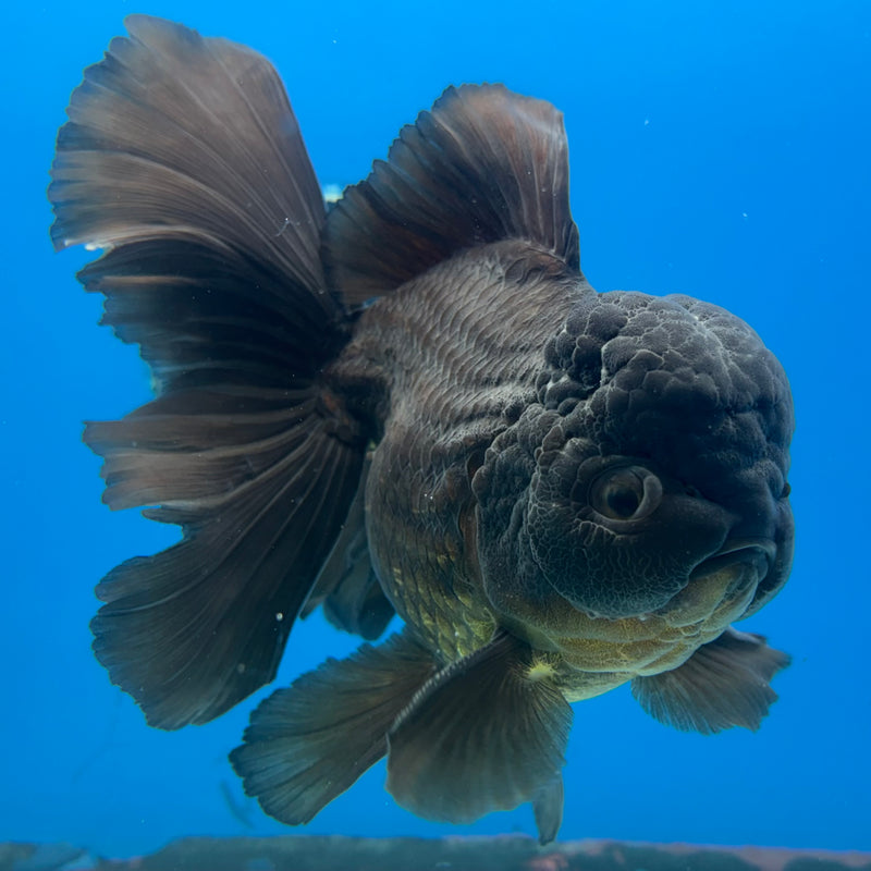 Thai Oranda Full Black Butterfly Tail 4.5” Body Male(CK-928)R1BLUETUB4
