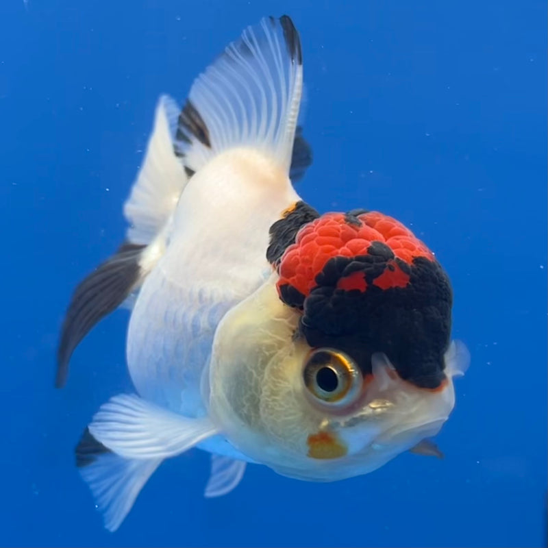 Thai Oranda Tri-Color 2.5” Body Female(CK-780)R3A15