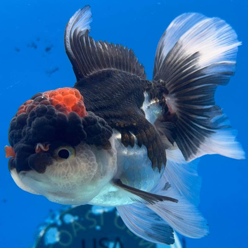 Thai Oranda Tri-Color 3” Body Female(CK-972)R3B10