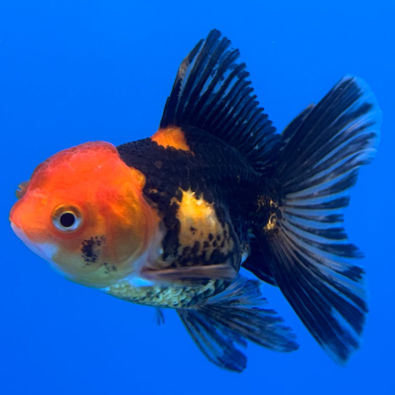 Thai Oranda Apache 2” Body Female(CK-739)R3B21
