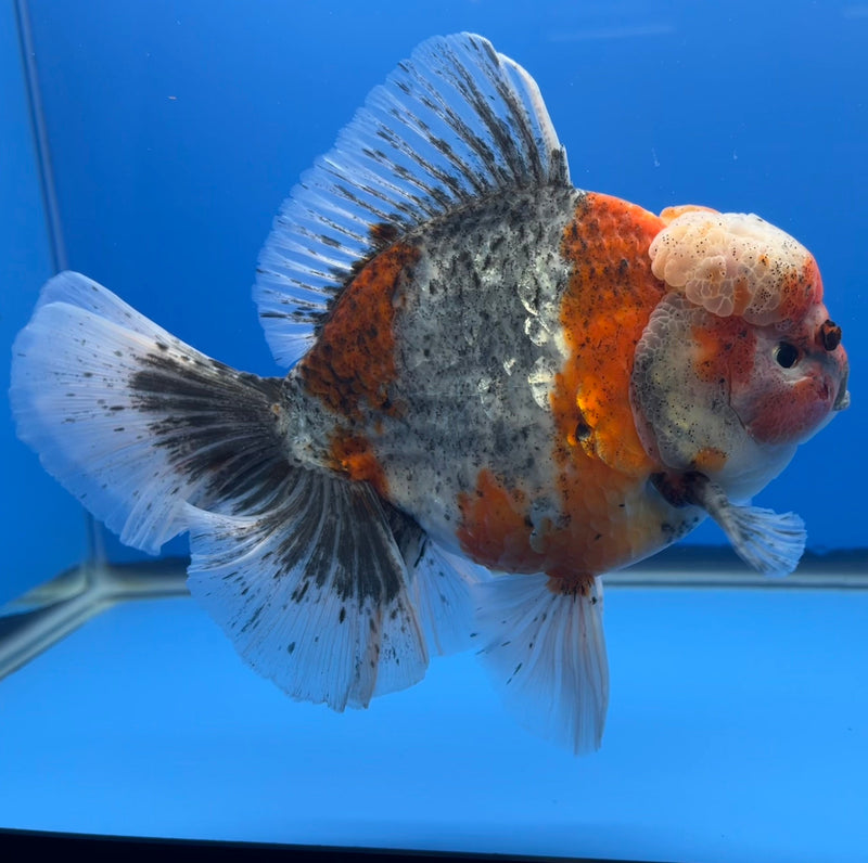 Thai Oranda JUMBO Sakura Orchid Tail 5.5” Body Male(CRP-CK-643)BLUETUB2