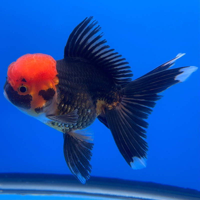 Thai Oranda Apache 3” Body Male(CK-725)R1A02